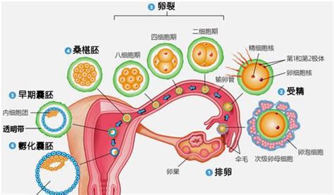 月经推迟